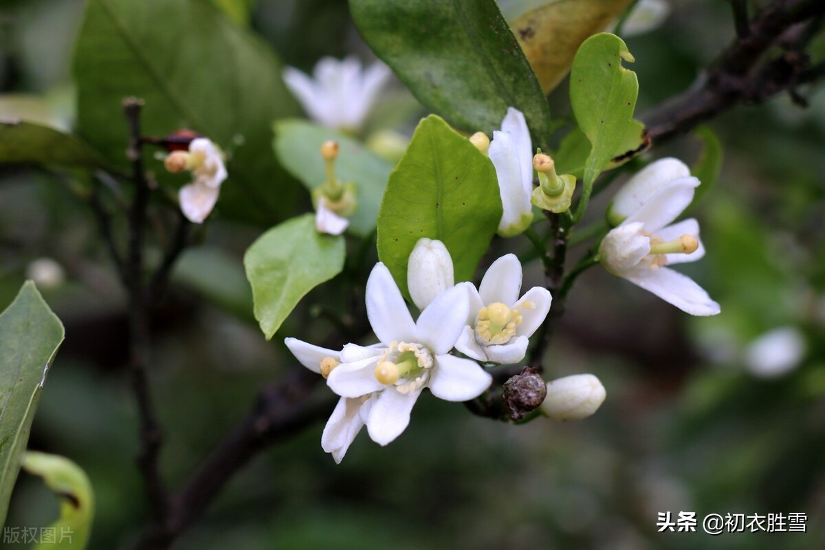 ​晚春橘花古诗七首赏读：橘花如雪细吹香，橘花开时香满城