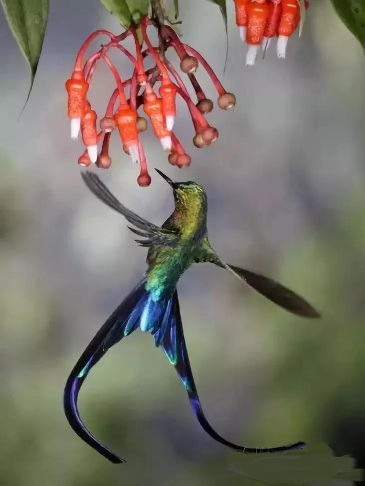 採花蜜的蜂鳥,像個