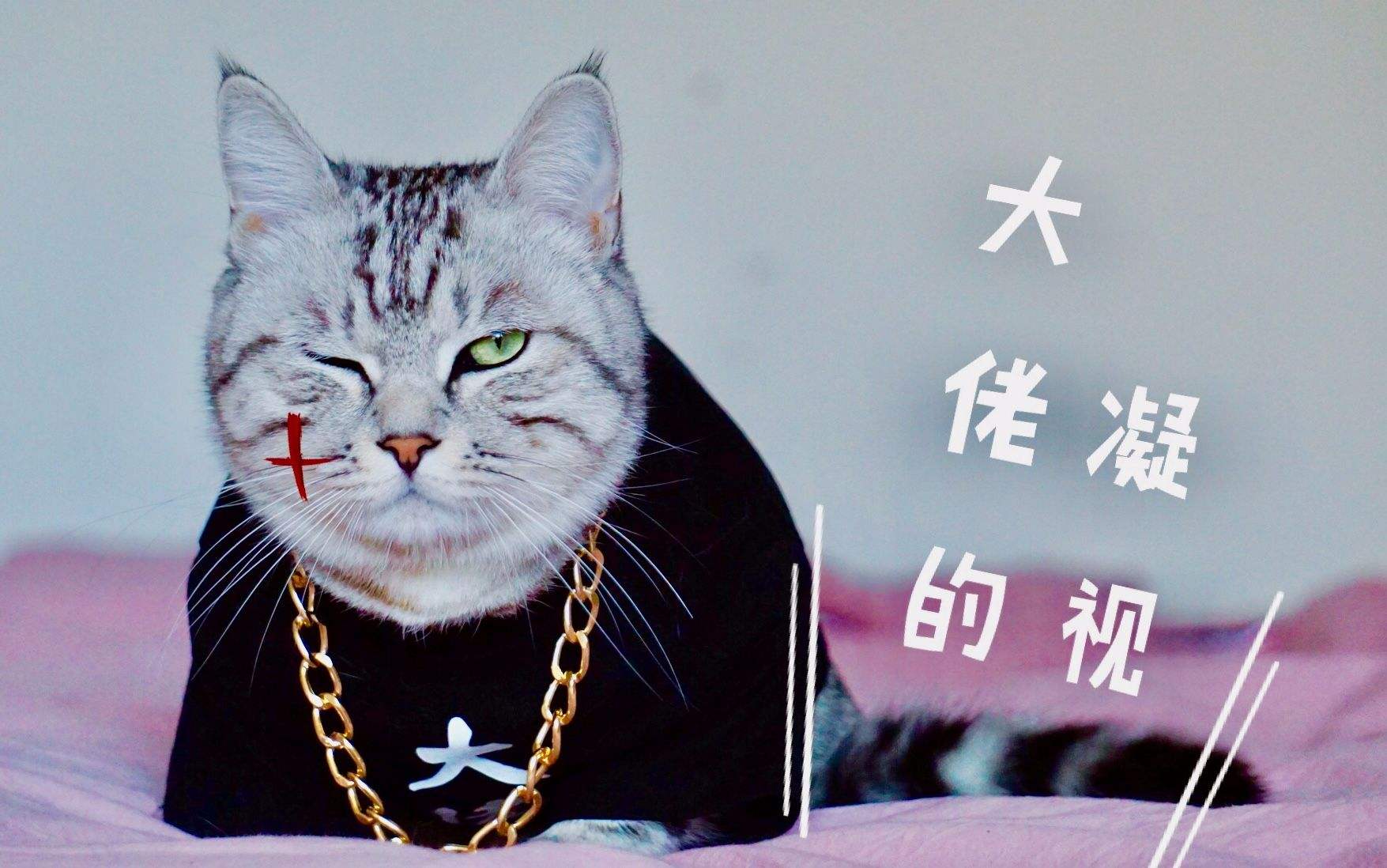 猫界智商排行榜：前20名高智商猫咪品种大盘点