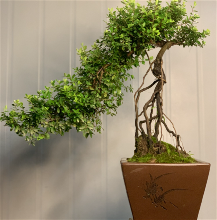 铁包金盆景怎么养?盆景爱好者:一切适量搭配,后面就靠时间雕琢