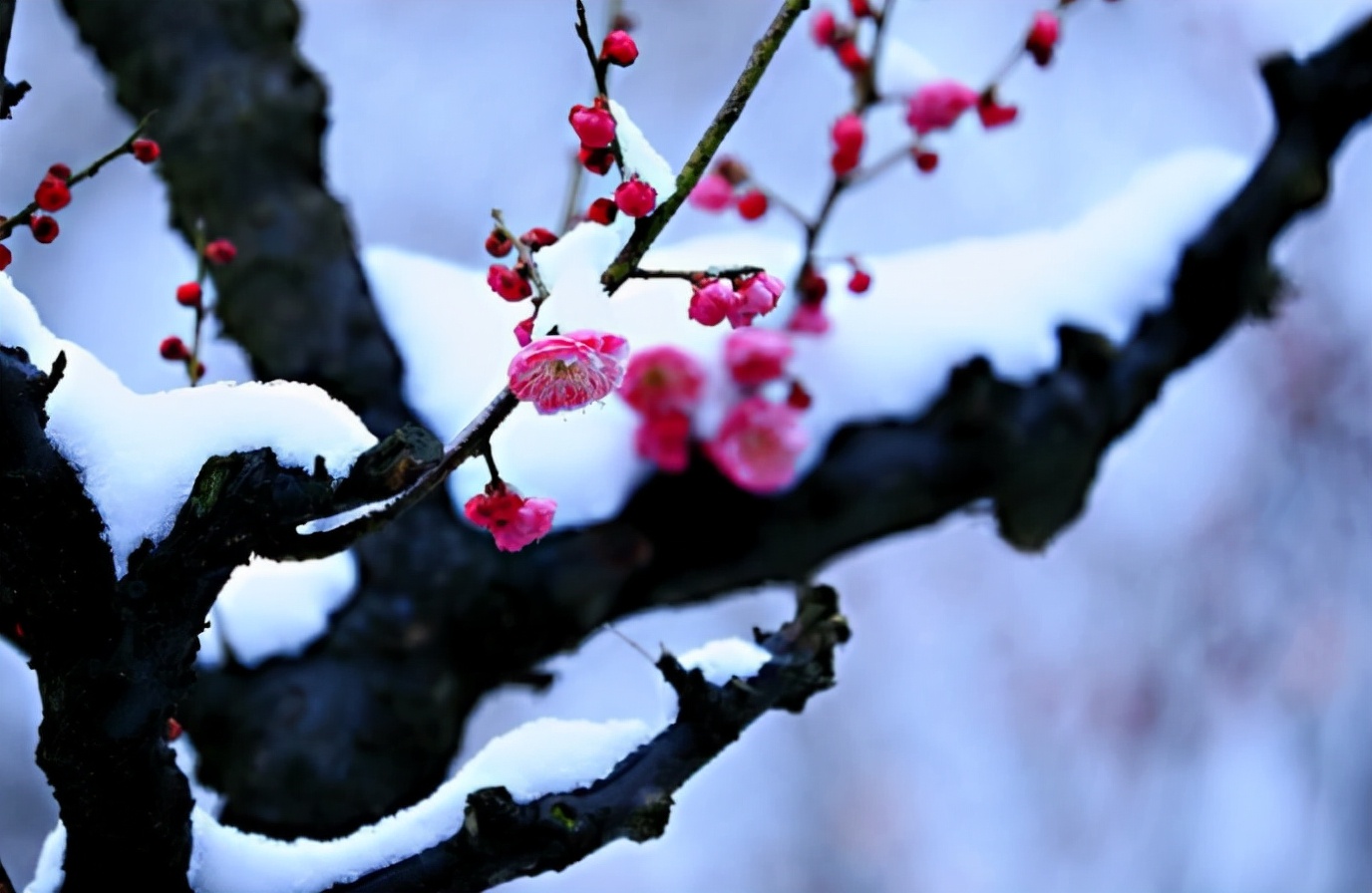 更须踏雪看梅花，十二首踏雪寻梅的诗词，看雪中梅花傲雪绽放