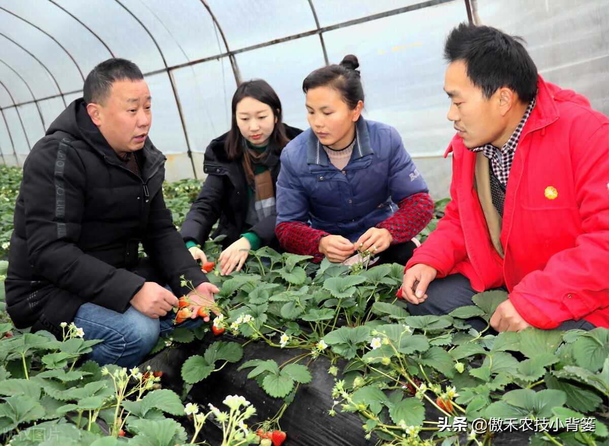 主要原因是哪些(种瓜种菜要重防土传病害！土传病害的主要原因和病害特点是什么？)