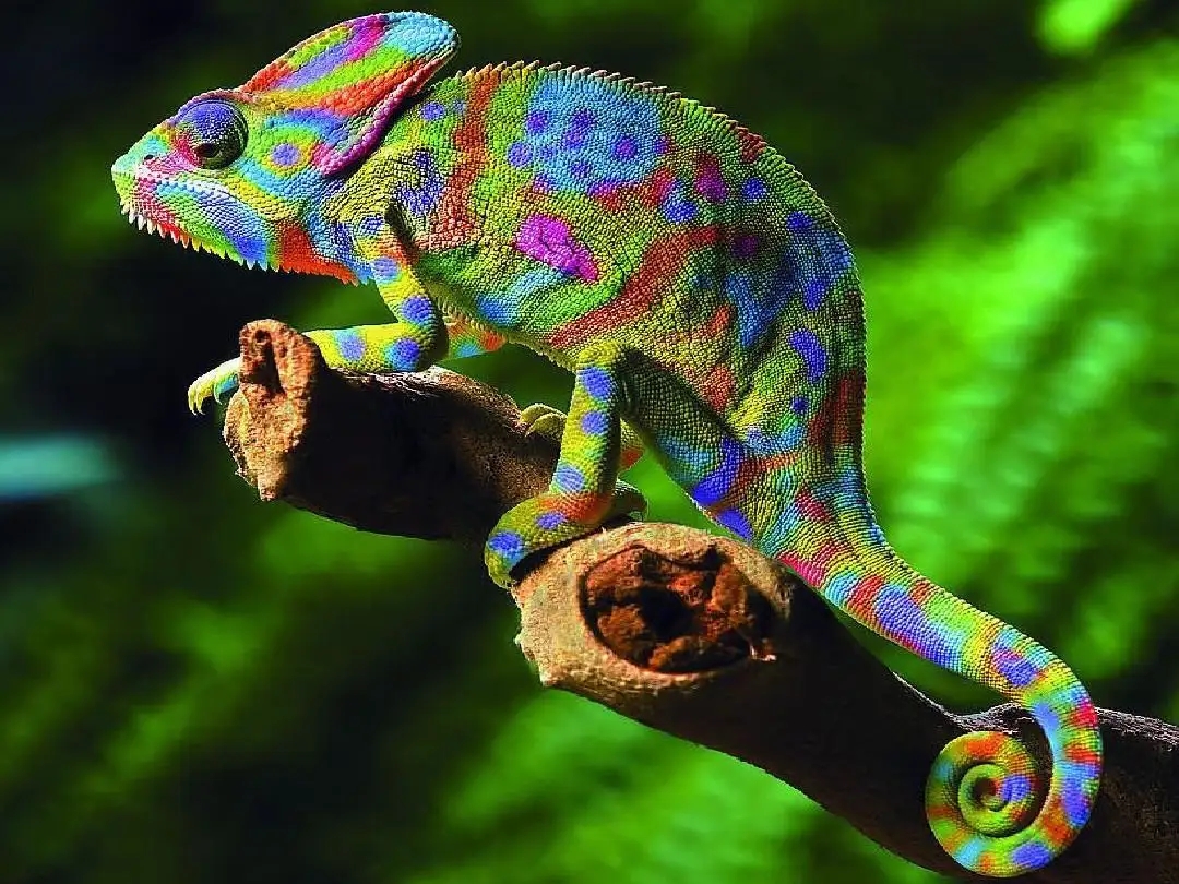 变色龙是怎样演化出变色能力的呢?