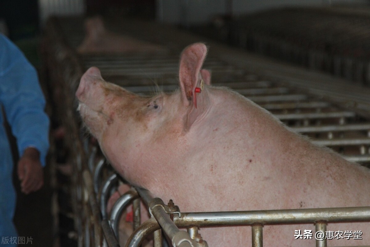 广东今日猪价白条猪「今日猪价白条批发」
