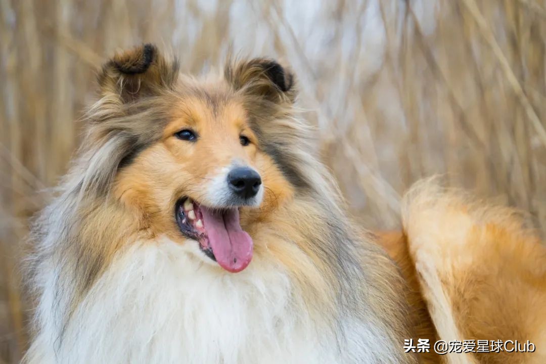 百科 | 苏格兰牧羊犬，端庄优雅的牧羊明灯