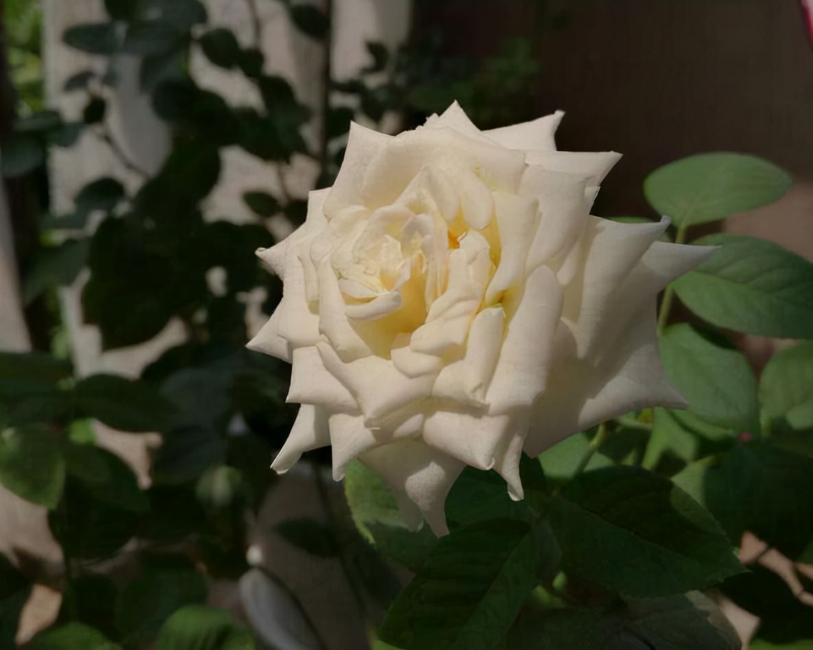 不同颜色玫瑰花的含义