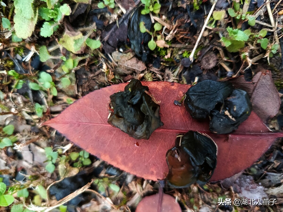春天挖野菜，送你56种野菜大图片，带你见识不同的野菜和吃法