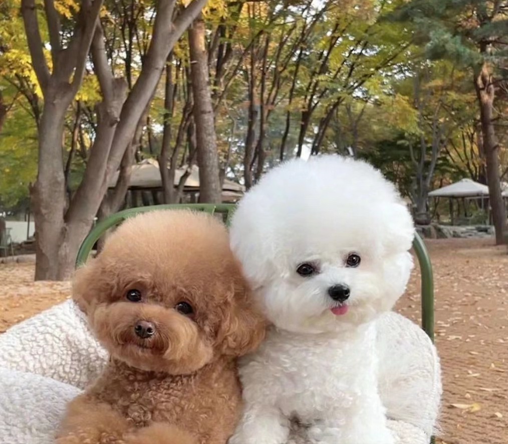 贵宾犬和泰迪的区别 贵宾犬的优点和缺点-有深度有内涵的一个小网站