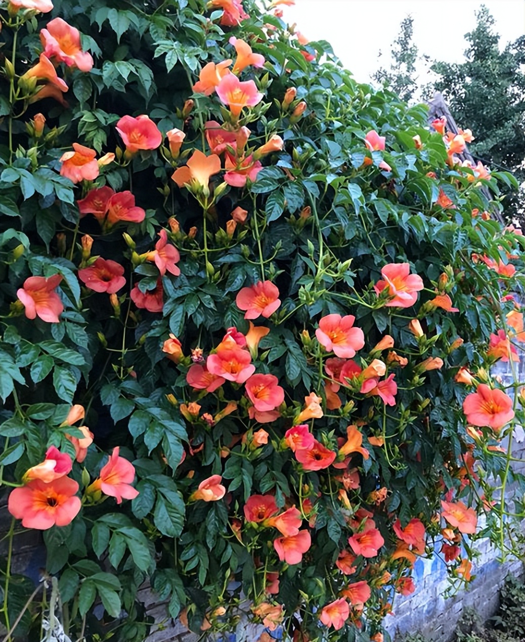 10种"无赖花",开花"巨好看",沾土就泛滥,年年除不完