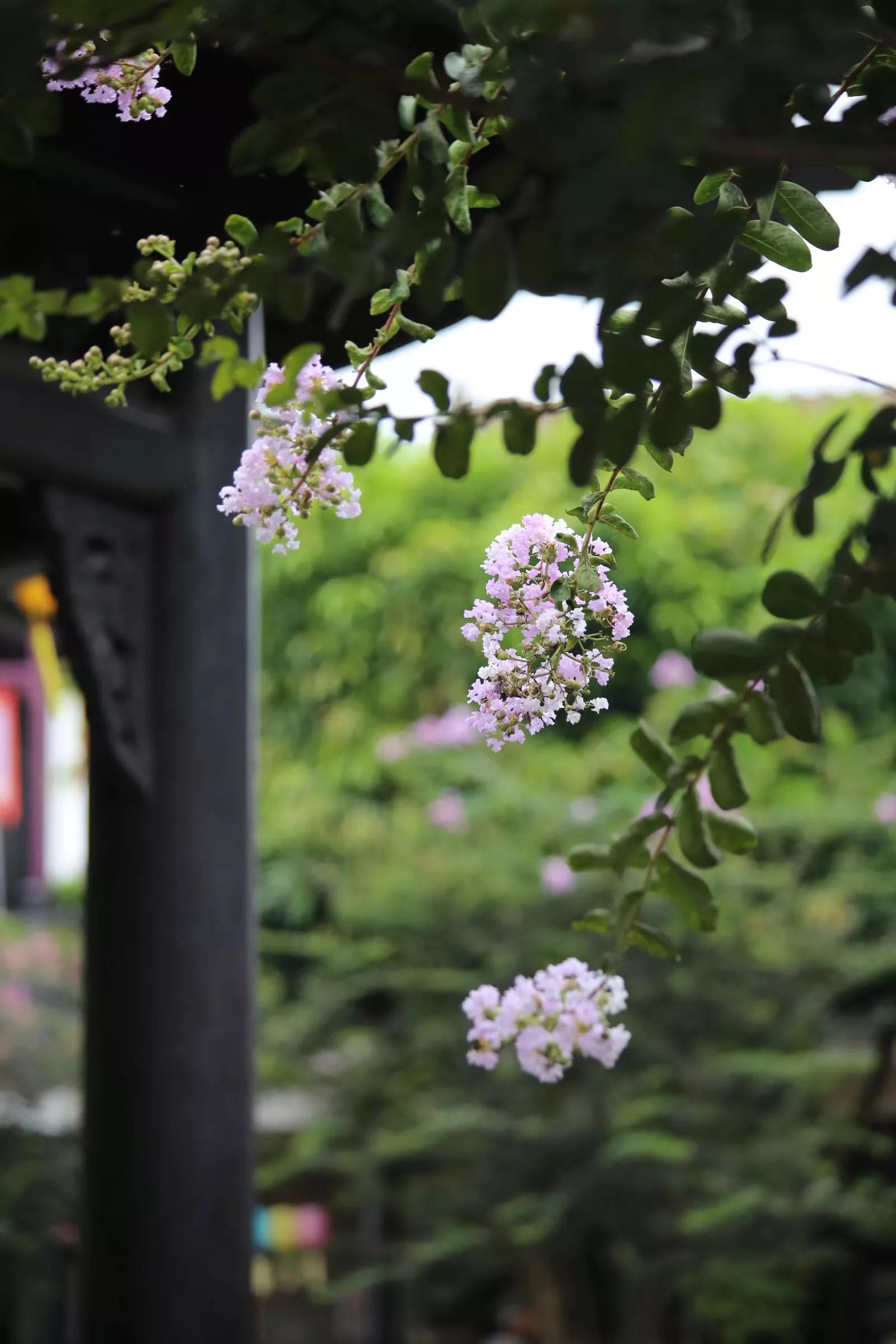 余荫山房•紫薇