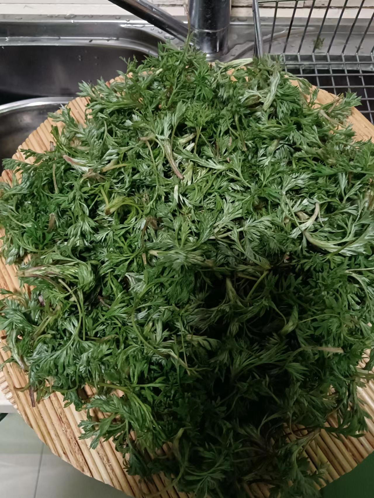 茵陈茶的功效与作用