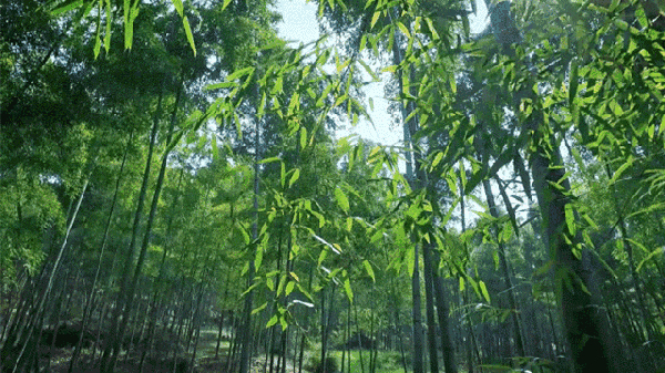 中国值得去的10大森林景点，自然风光爱好者打卡地，你去过几个？
