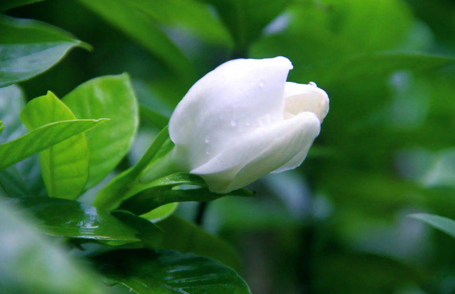 桅子花开花季节图片