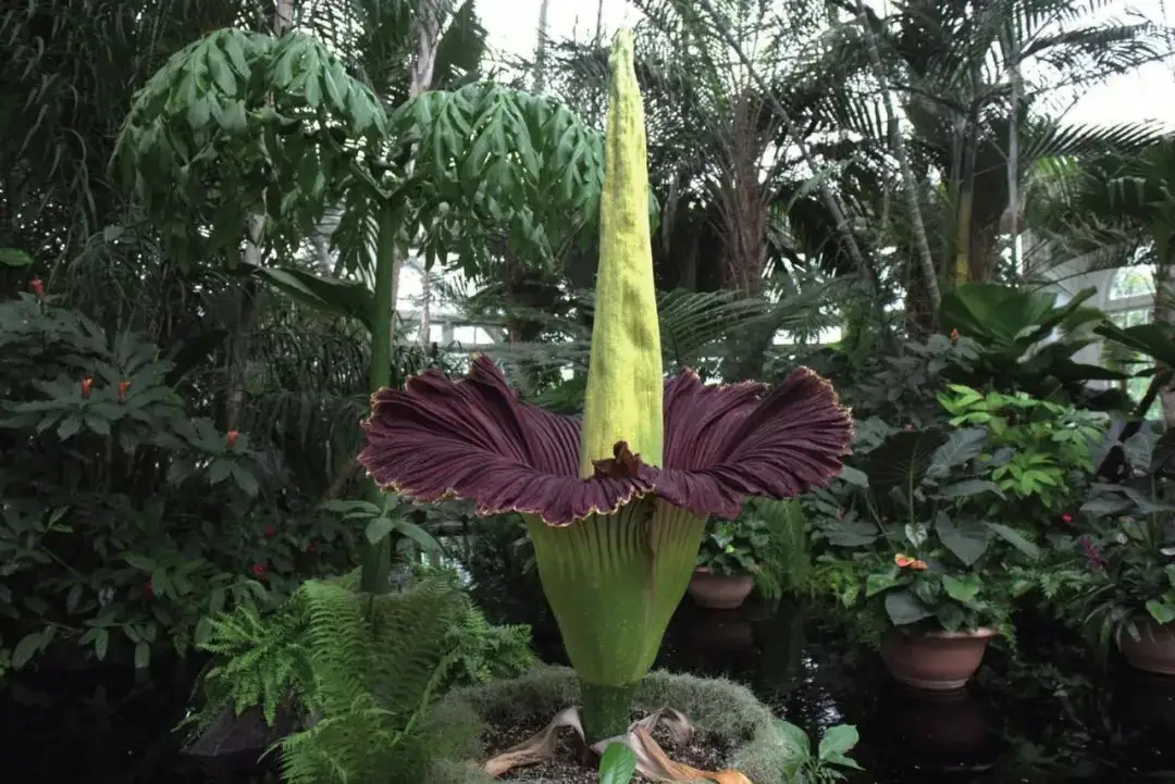 云南"尸香魔芋"开花,腥臭难闻犹如尸臭,却是为了"交配"