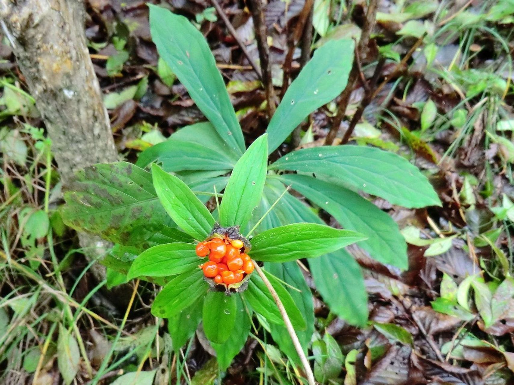 4,野生七叶一枝花