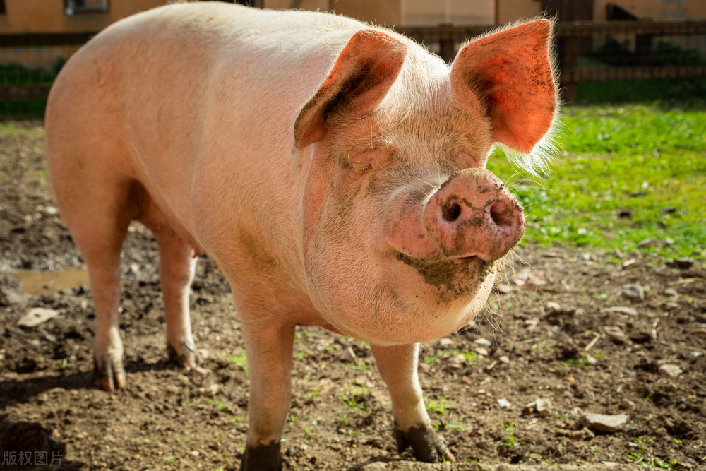 现在养猪人就是在跟时间赛跑，11月22日全国最新生猪价格行情
