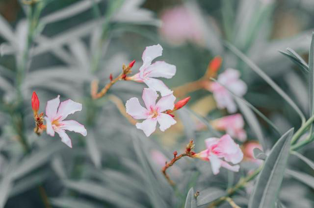 11ͷţĪ��������������׼�����ȫ�������Ϊ�ι�԰�������ֲ��