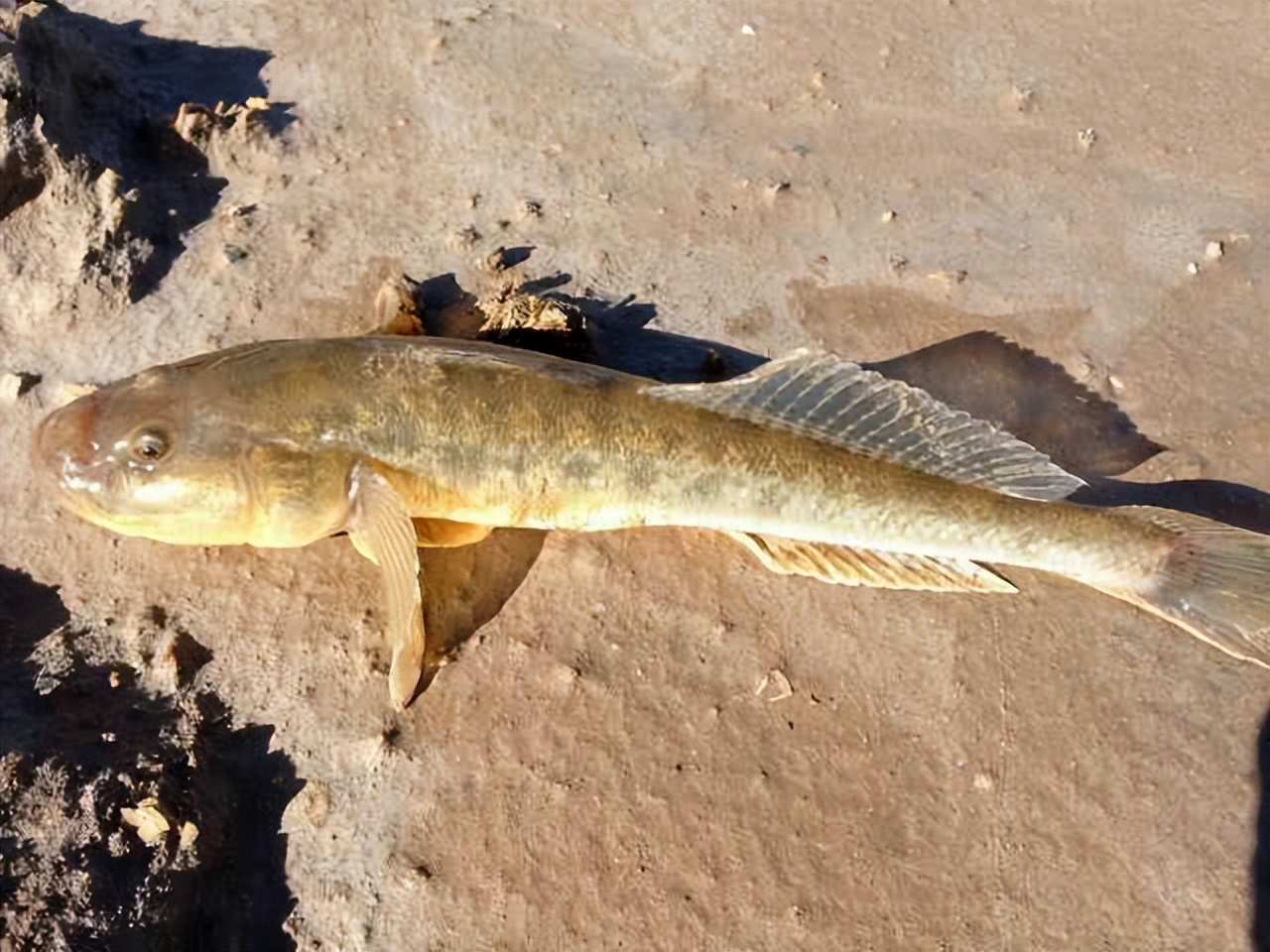 北方海域常见海鱼(1)---矛尾复虾虎鱼(及其钓法)