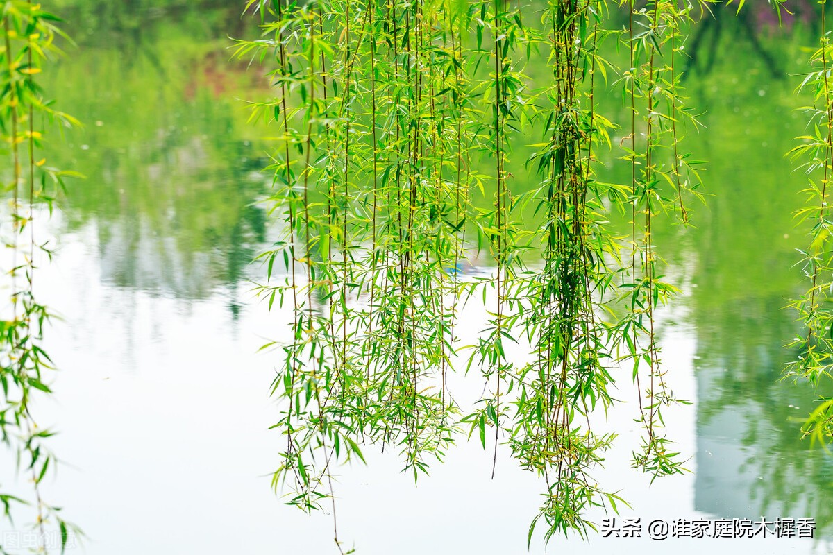 忆江南是谁写的（忆江南是谁写的一首什么诗）-第8张图片-昕阳网