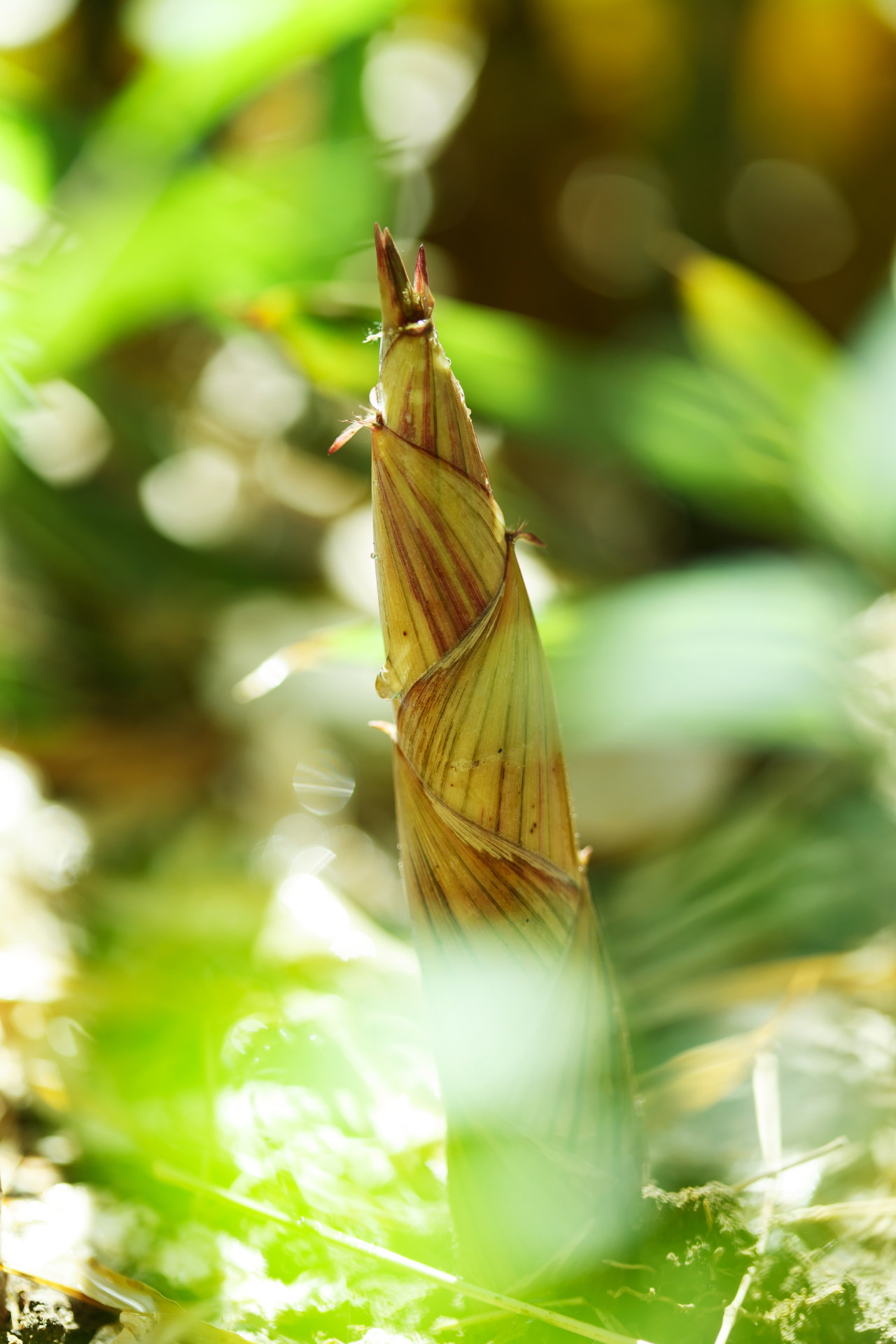 10首绝美五月诗词，石榴花开，池塘水满，明媚了整个夏天