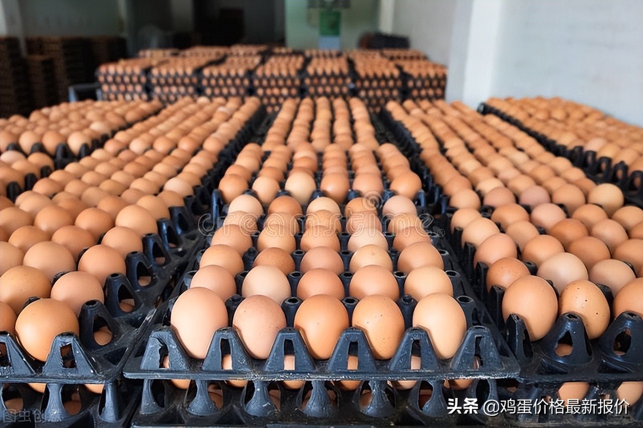 2022年6月13日鸡蛋价格最新报价行情，河北鸡蛋价格最新报价行情