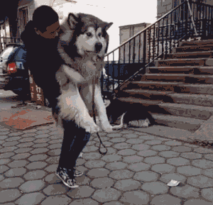 阿拉斯加犬——一种被称为“狗界小公举”的狗狗