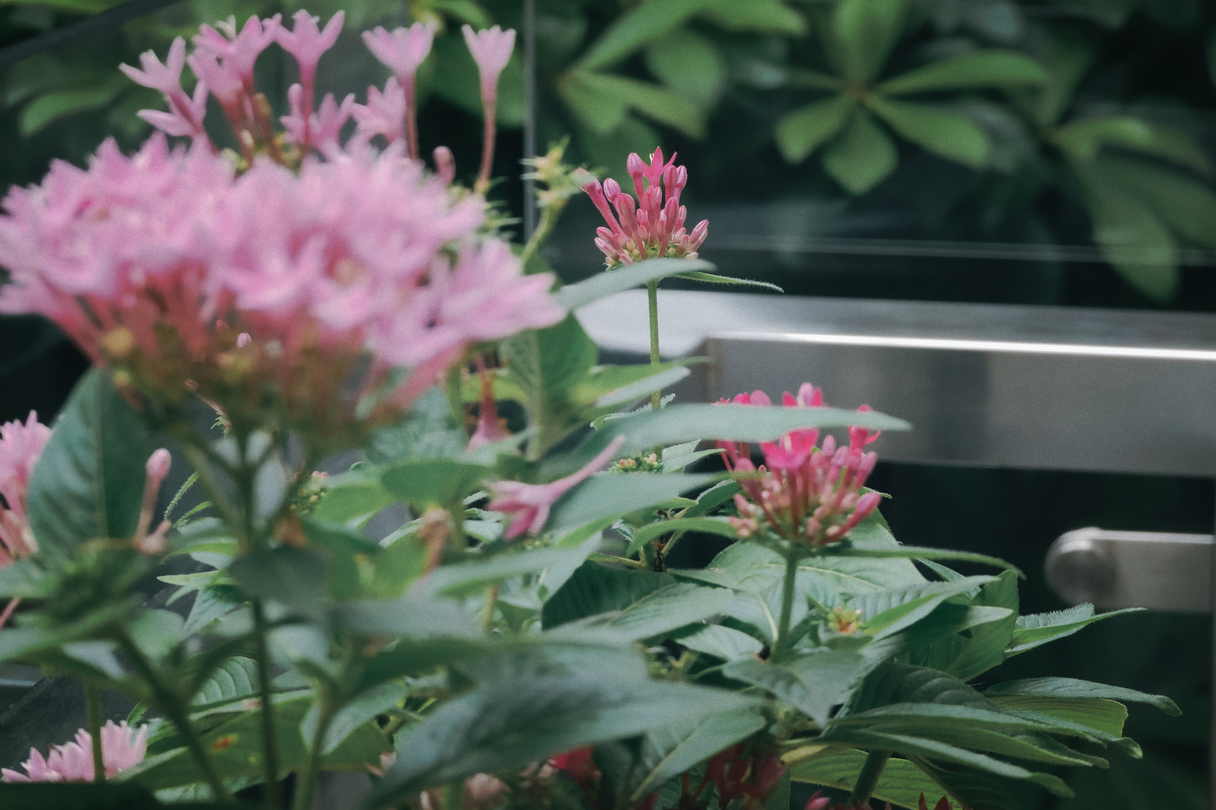 被时代淘汰的CCD卡片机，在小红书上重新走红