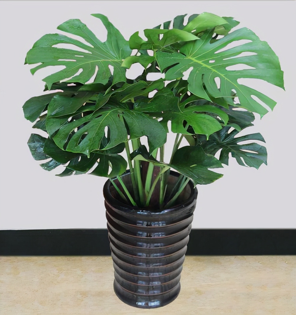 7种“大型花”，又美又高贵，客厅一放，吸光废气，人旺家旺