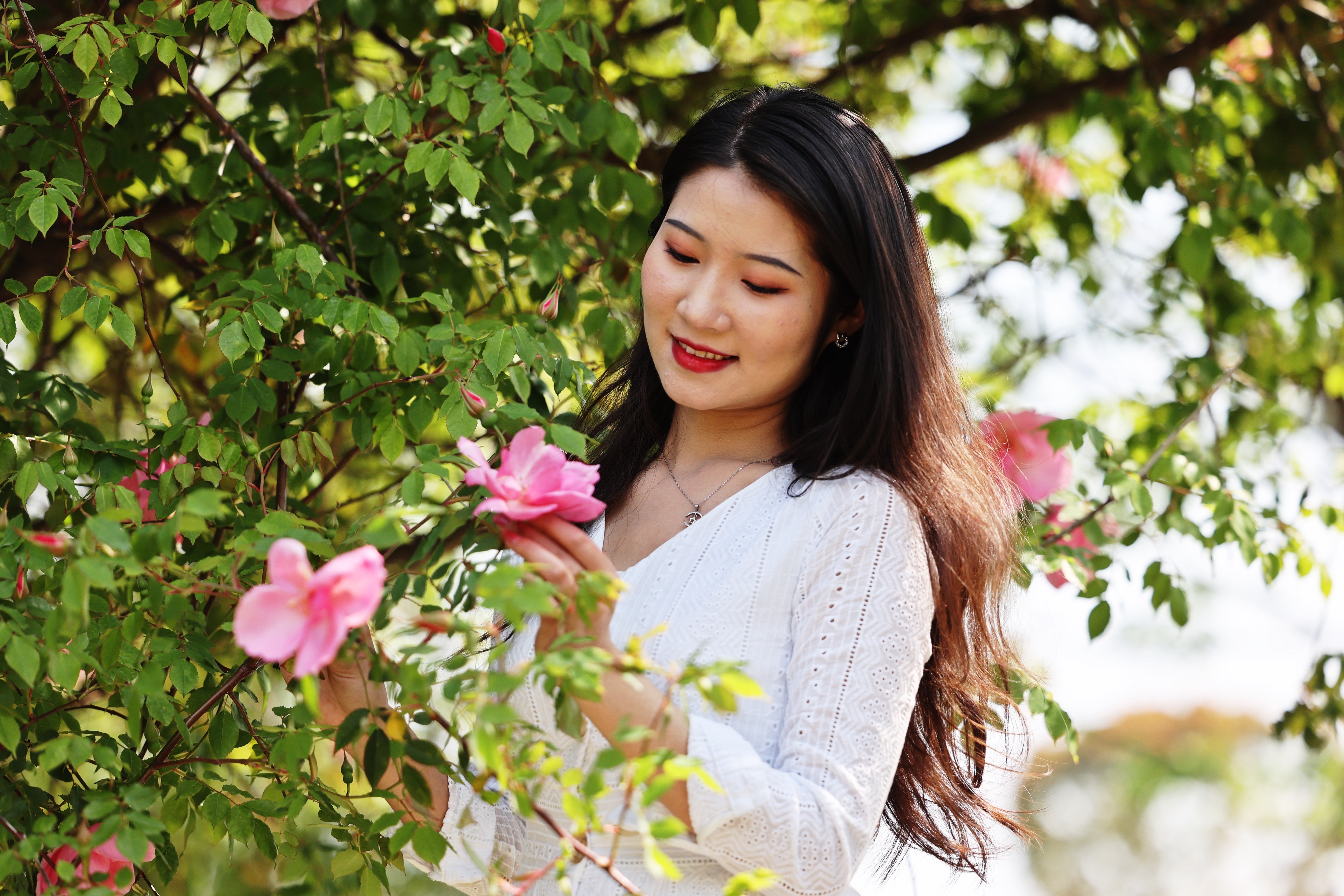 鹅湖水暖，玫瑰盛开；满树繁花间，又见虞美人