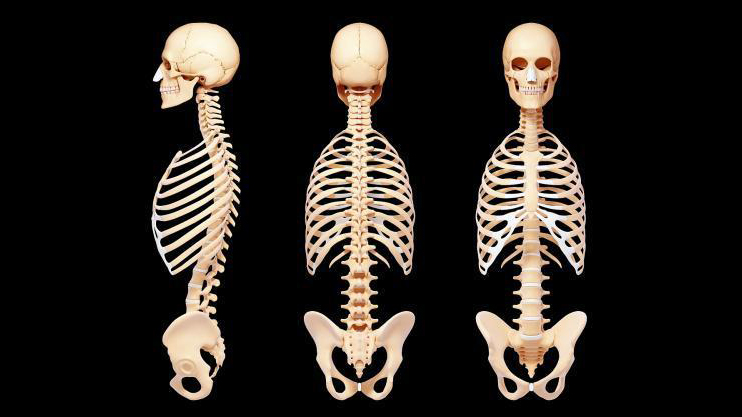 除此之外,骨骼的另一种作用就是保护人类体内的各种器官