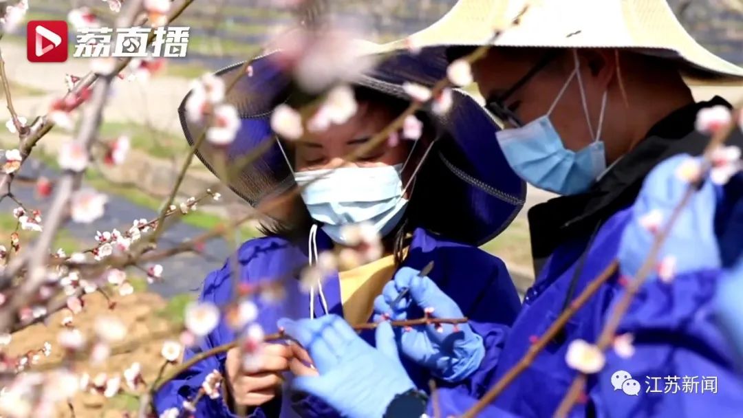 20年坚守三代人奋斗，这群&ldquo;最懂梅花的人&rdquo;，终于开出最美的花