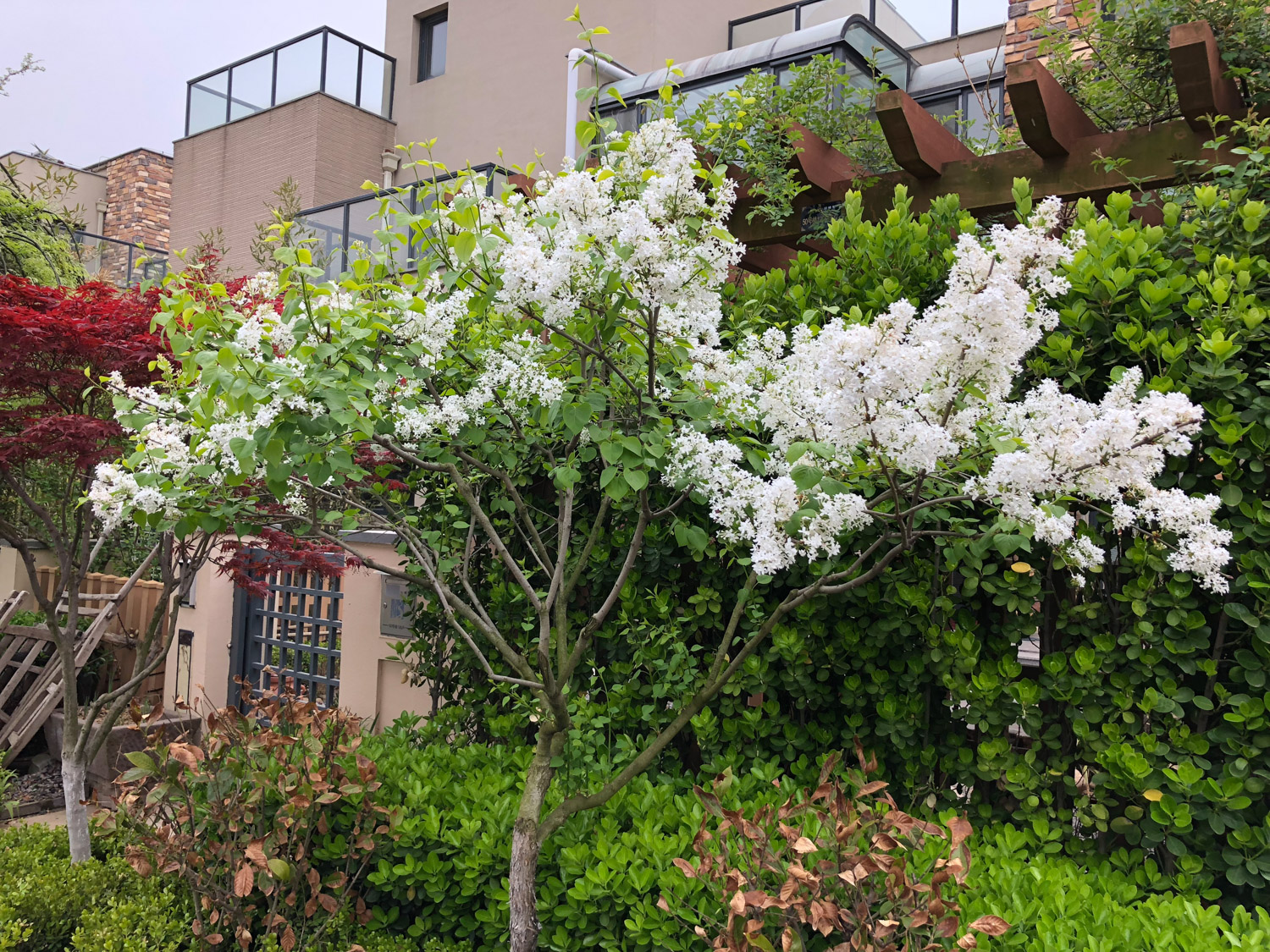 蓝丁香长什么样（丁香花所有品种介绍你都认识吗）