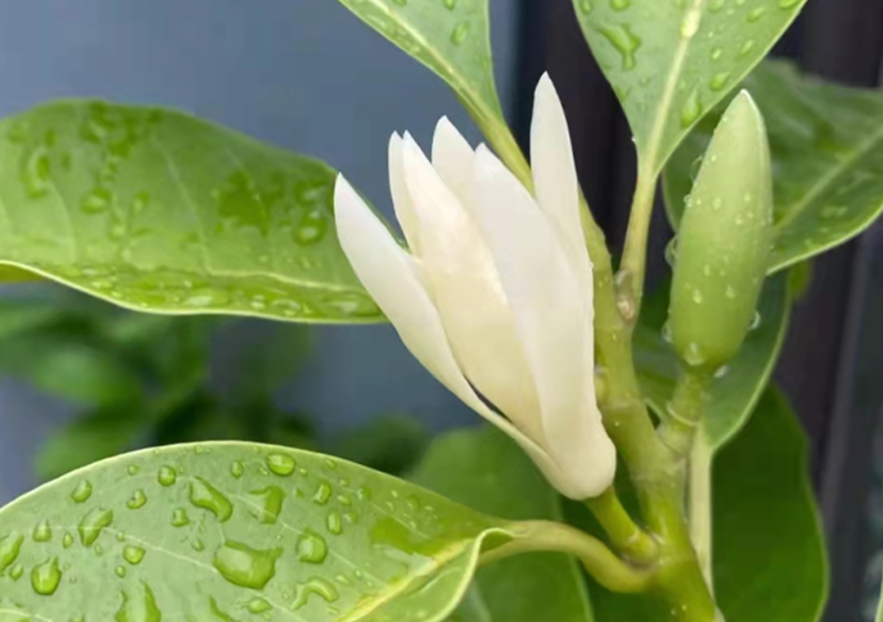 白兰花什么时候开花(广东白兰花什么时候开花)