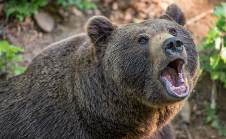 黑龙江男子挖野菜被熊攻击，遇熊时，快速离开还是“原地装死”？