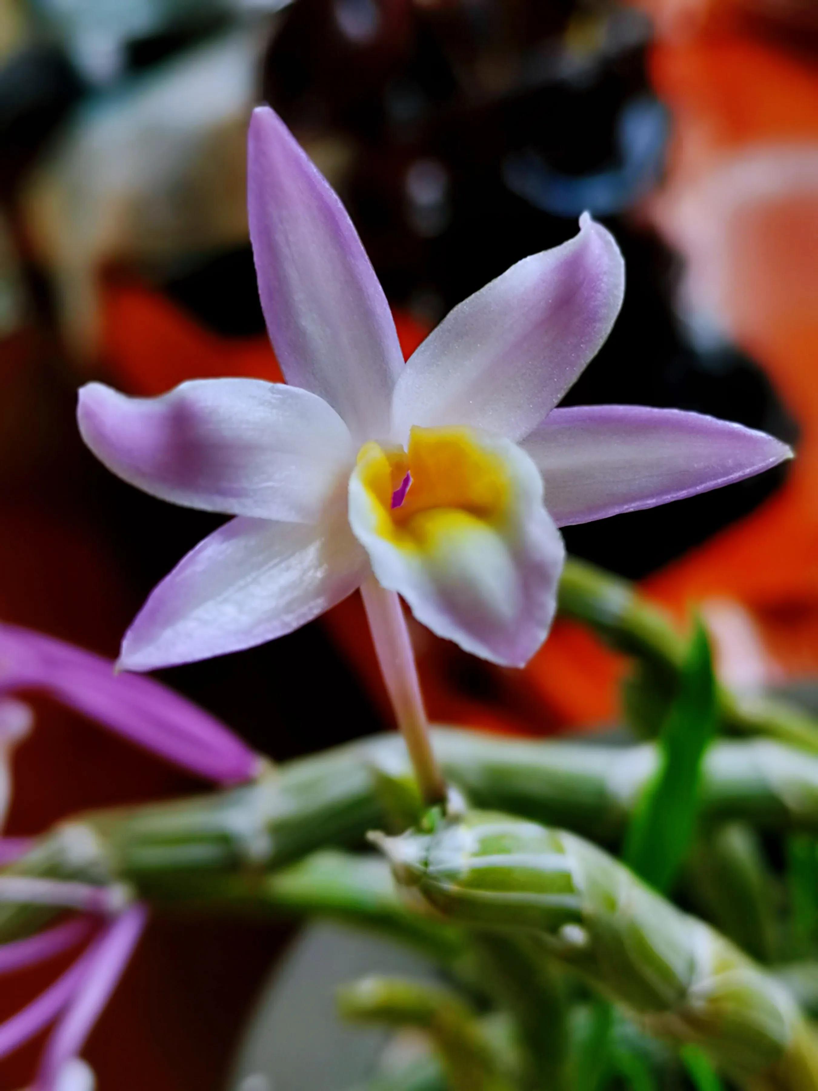 玫瑰石斛～茎悬垂，花姿优雅，玲珑可爱，花色鲜艳，气味芳香