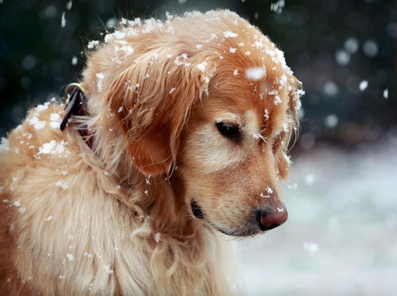 冬季，饲养金毛犬，主人要做好这几点