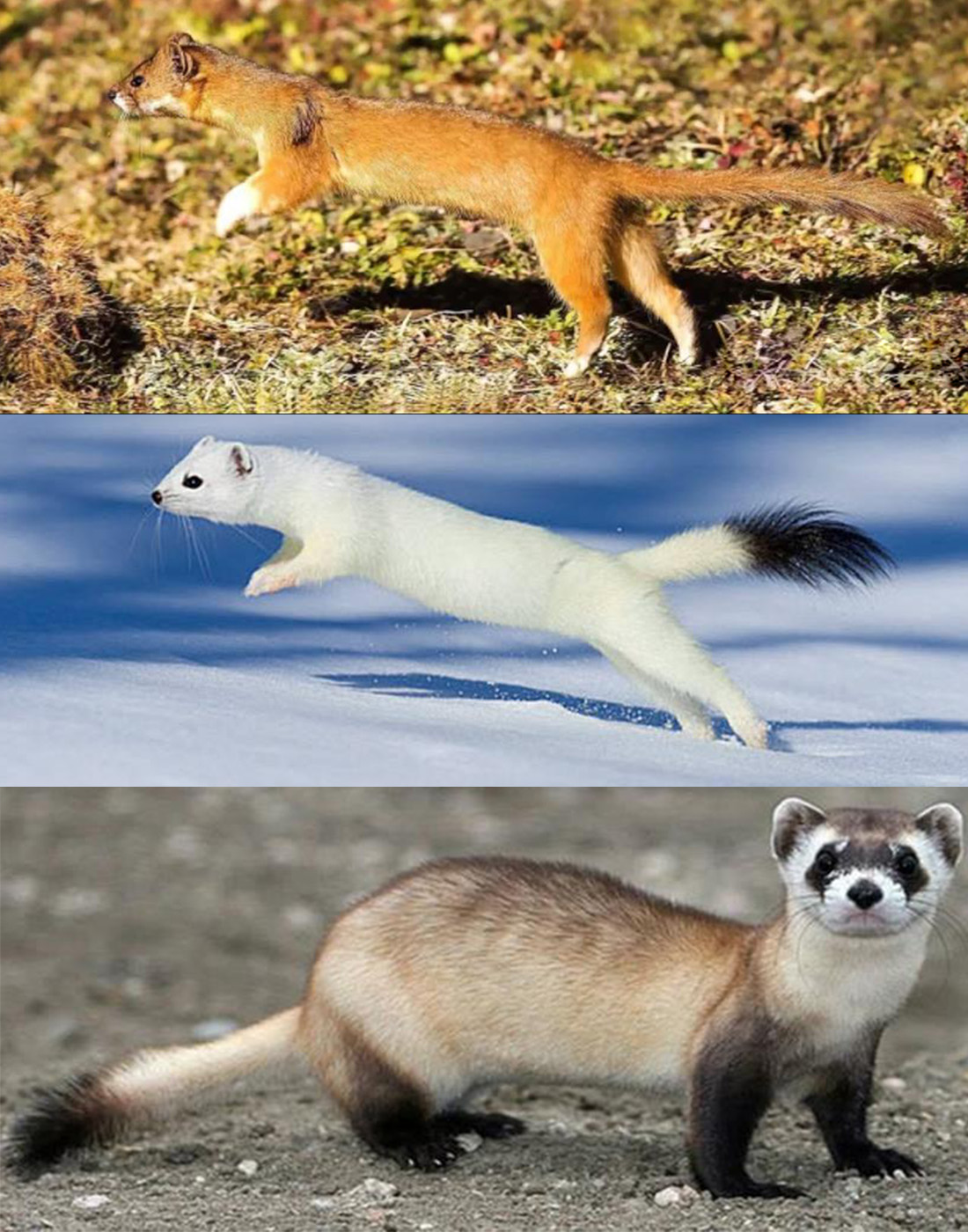 鼠的图片可爱(黄鼠狼被称为"黄大仙",进家门千万不能打,原来还有科学