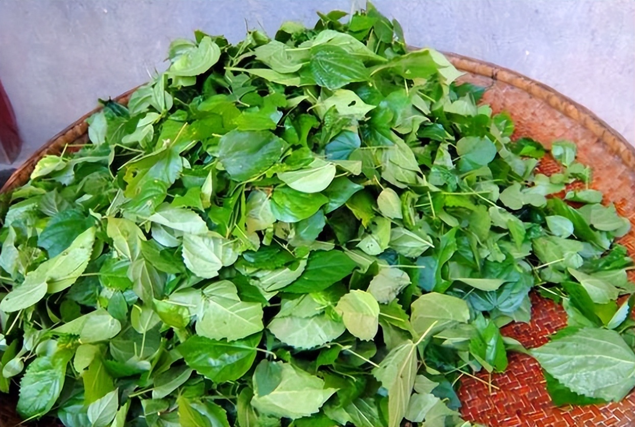 臭黄荆:被名字耽误的植物,接下来的6月有两种美食离不开它