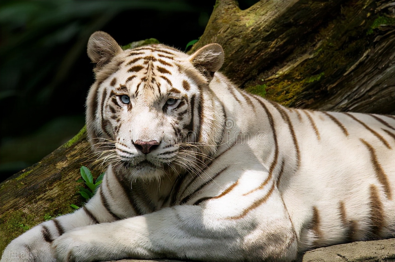 猛虎细嗅蔷薇(苏轼:心有猛虎,细嗅蔷薇)