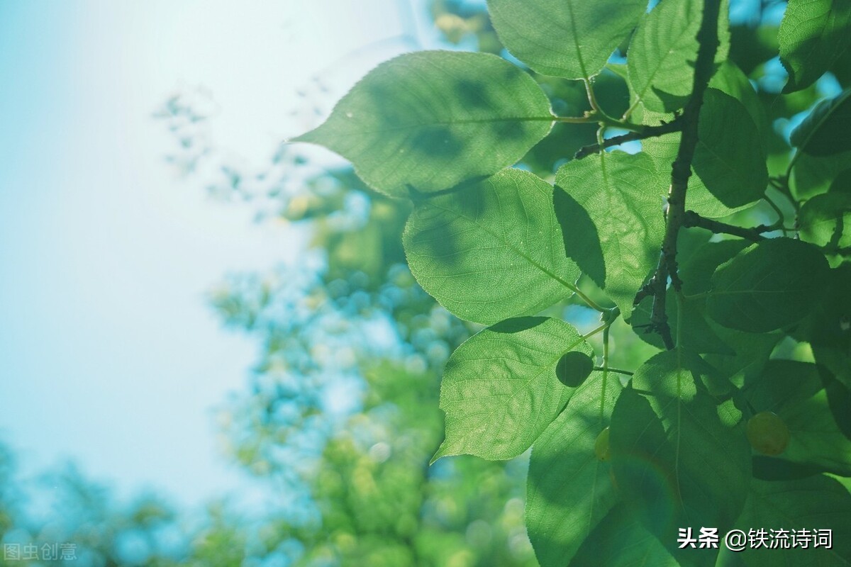 铁流飞韵｜立夏组诗：荫浓万物昌，大地作诗长