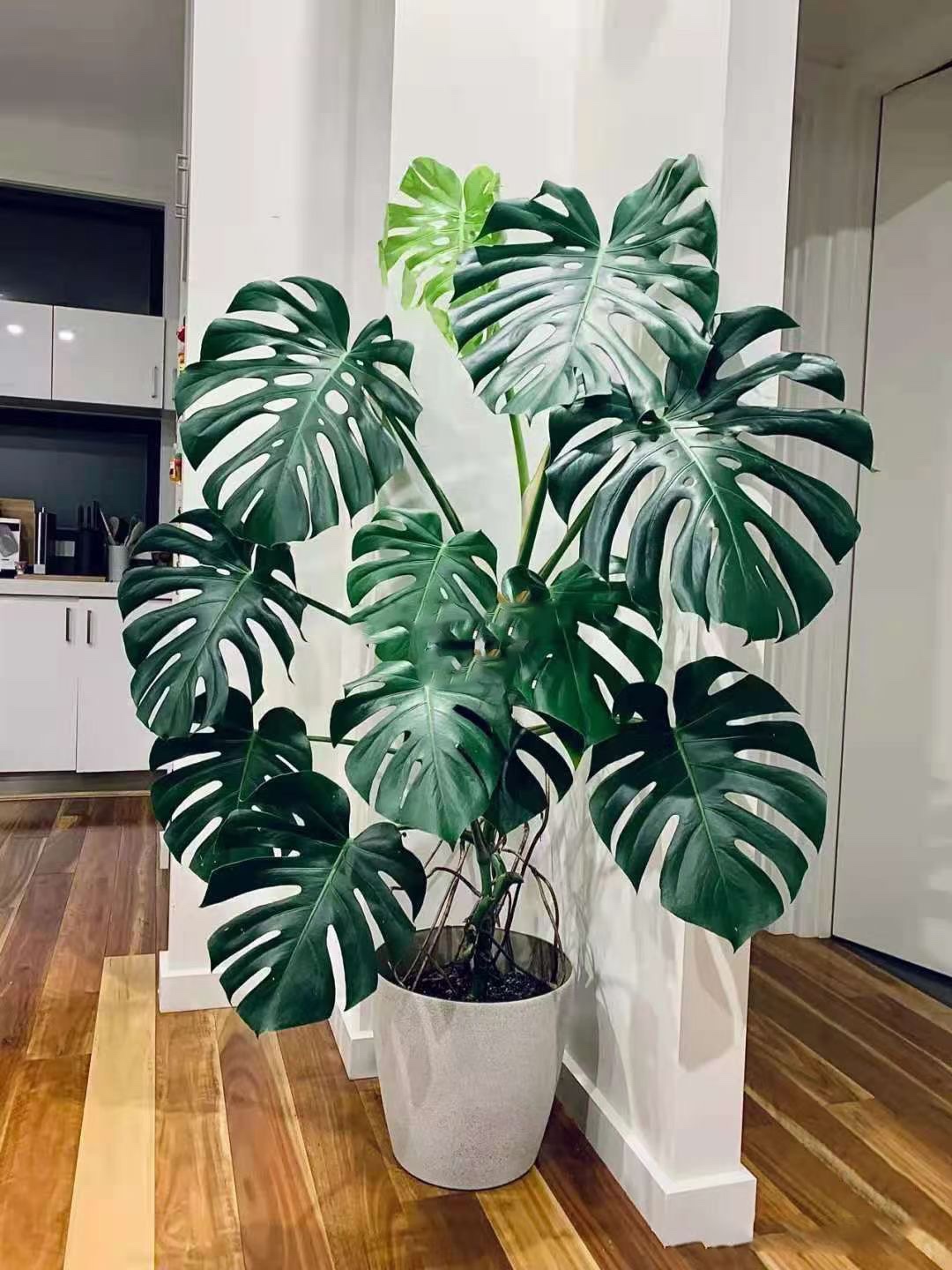 10大吉利花好养有格调吸废气制氧气有的还能泡茶喝