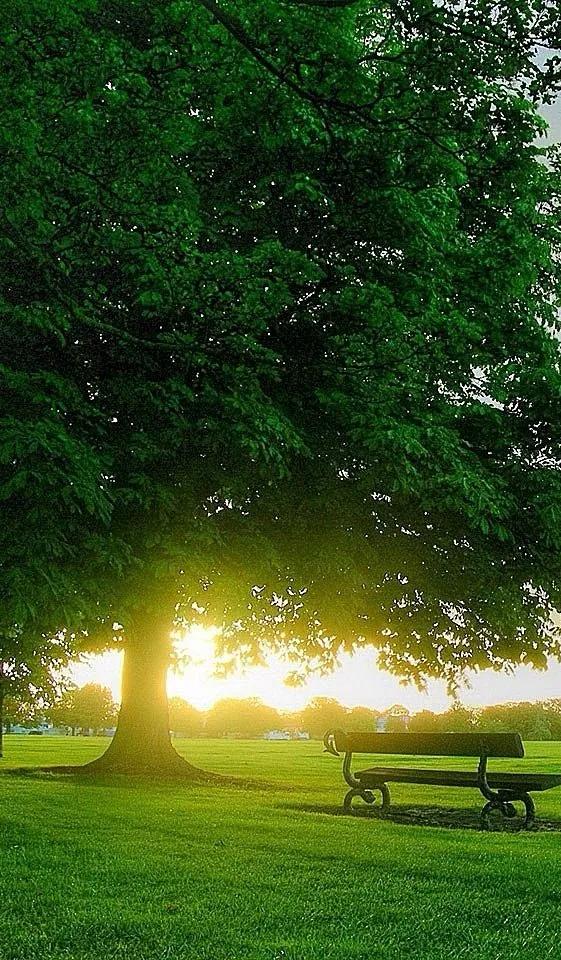 唯美晨光壁纸:清晨的第一缕阳光,迎来新的一天