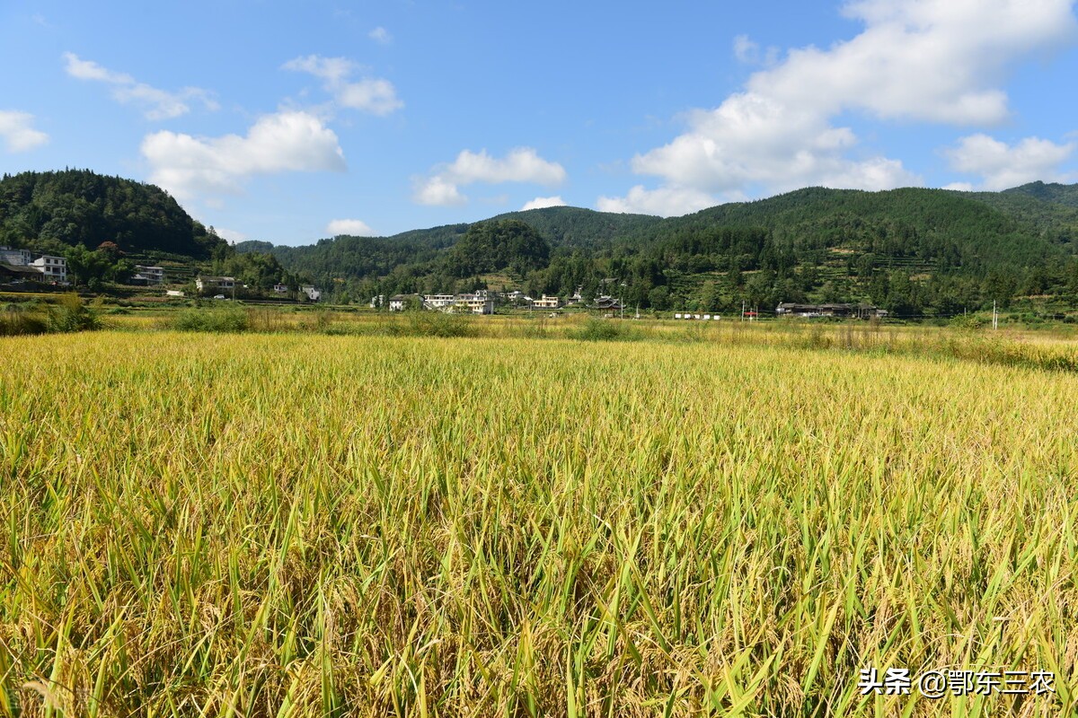 拜登提出要中国减少甲烷排放，用心险恶，目的是遏制我国水稻种植