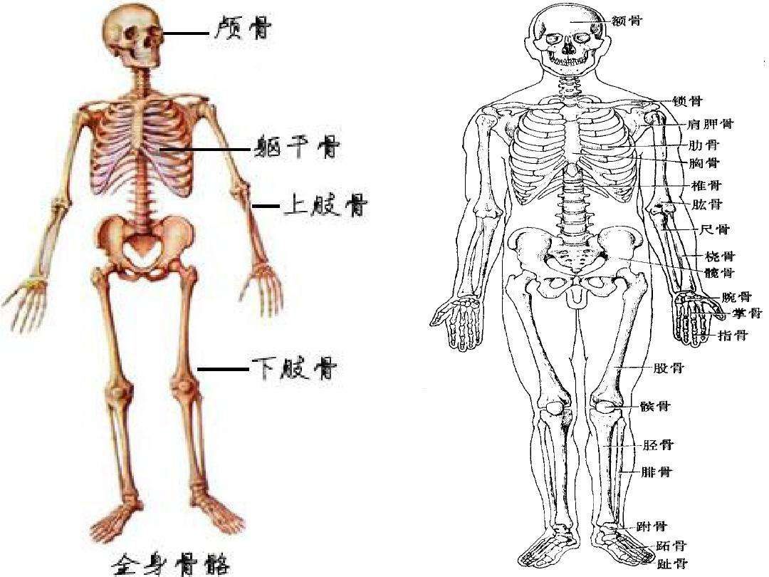 人體共有206塊骨頭,中國人卻普遍只有204塊,少的兩塊哪兒去了?