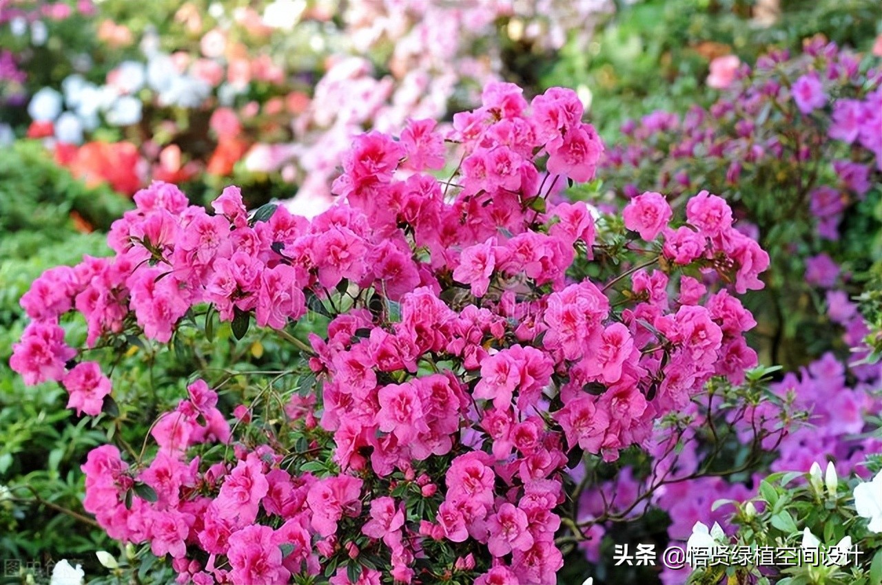 五朵鲜花花束图片(最火爆的喜酸花，半年用一次“泡菜水”浇灌，枝繁叶茂，有很多花)