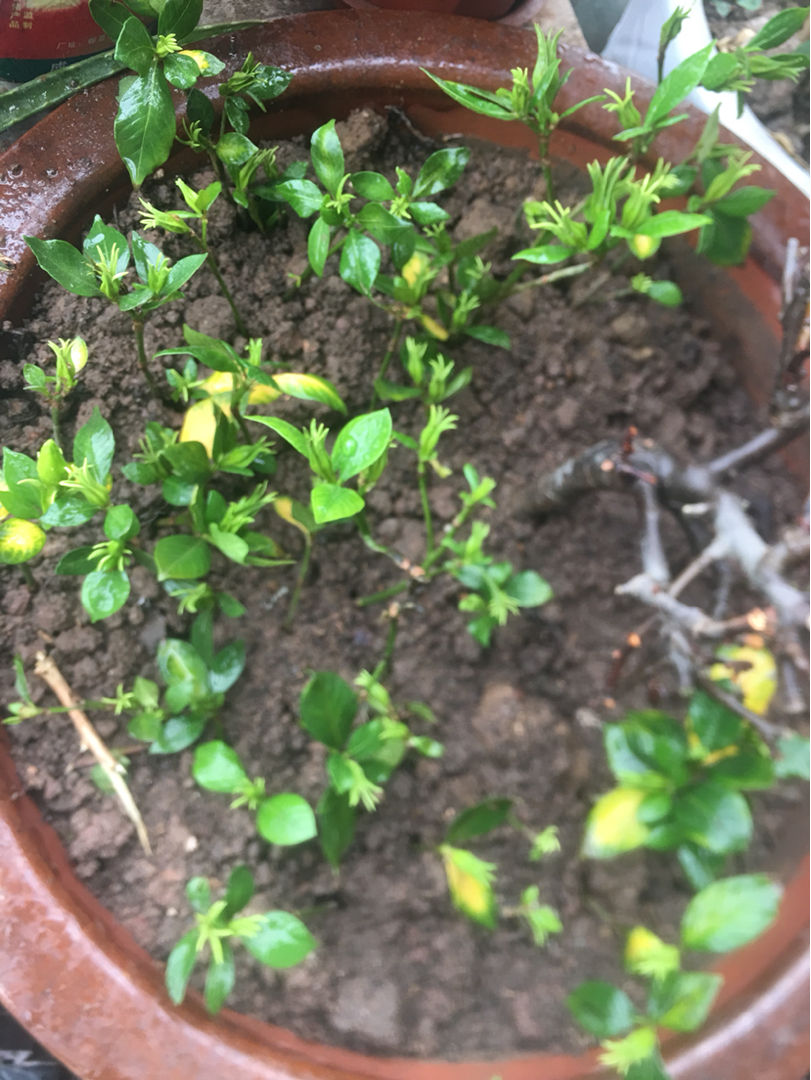 桅子花叶子发枯发黄是怎么了（桅(wei)子花干叶是什么原因造(zao)成的）-大连信(xin)息网