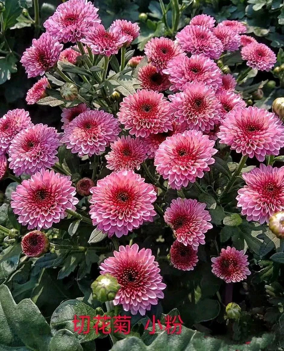 75个菊花品种全开花了,不一样的美!有没有惊艳到你?