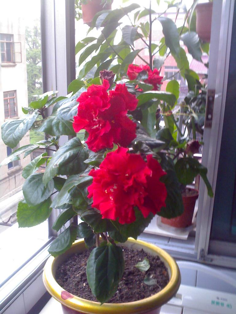 开红花的植物，6种“喜庆花”，搬回家，红红火火