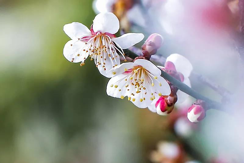 蔷薇科杏属植物杏梅（盘点杏梅种类以及特征）