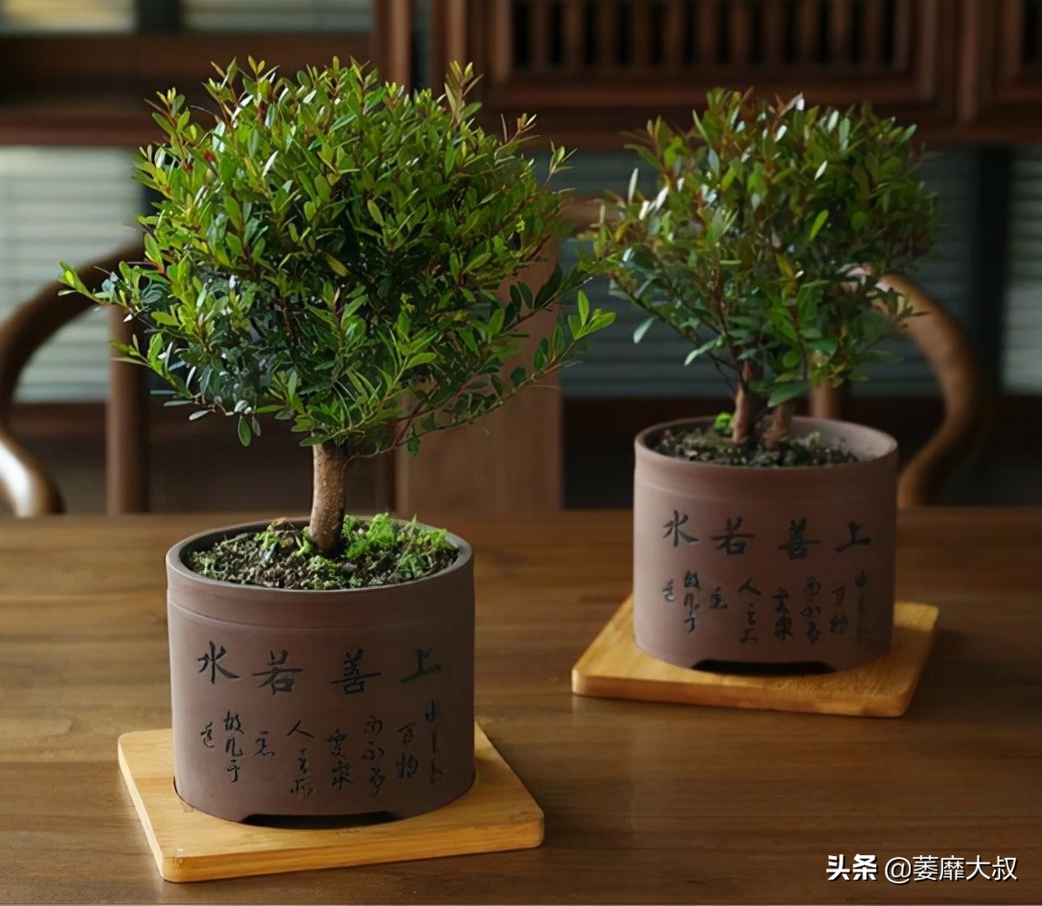 紫檀树的故事寓意 _飞翔号